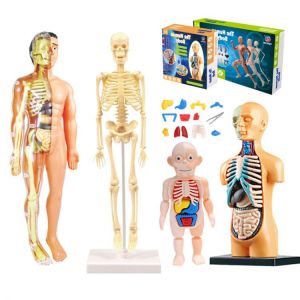  لعبة تعليمية 3D لتعليم اعضاء الجسم 